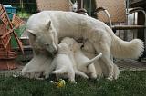 TETER - BERGER BLANC SUISSE 026